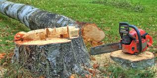 Best Tree Cabling and Bracing  in Rome, GA