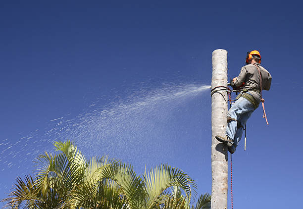 Best Lawn Pest Prevention  in Rome, GA