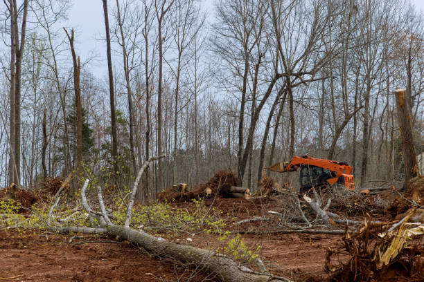 Best Emergency Tree Removal  in Rome, GA