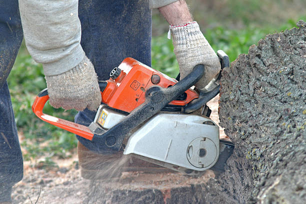 Best Storm Damage Tree Cleanup  in Rome, GA