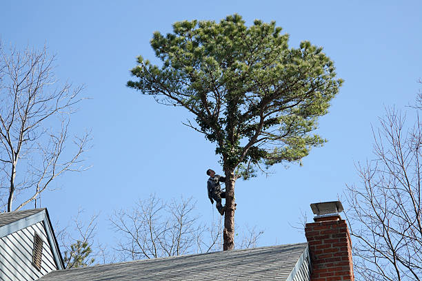 Best Tree Health Inspection  in Rome, GA