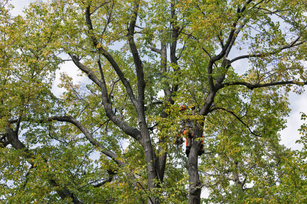 Best Hazardous Tree Removal  in Rome, GA